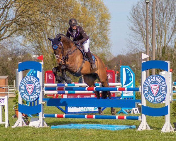Springpferd Querbert (Holsteiner, 2012, von Quidam de Revel) Springpferd Querbert (Holsteiner, 2012, von Quidam de Revel)