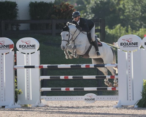 jumper Gatika du Bois des Mazuis (Belgium Sporthorse, 2012, from Malito de Reve)