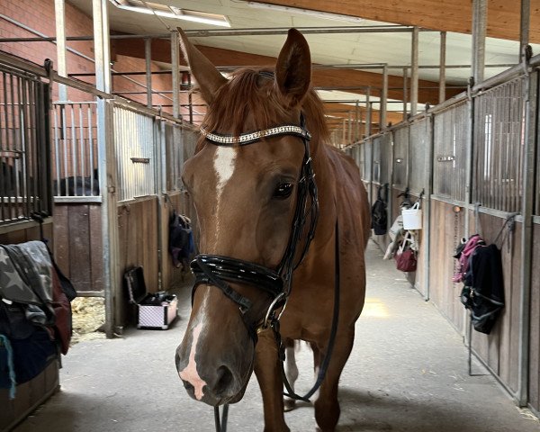 dressage horse Lana W 3 (Westphalian, 2019, from Le Vivaldi) dressage horse Lana W 3 (Westphalian, 2019, from Le Vivaldi)