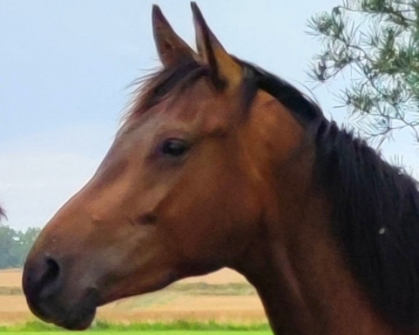 horse Timerider (Trakehner, 2021, from Saint Cyr)