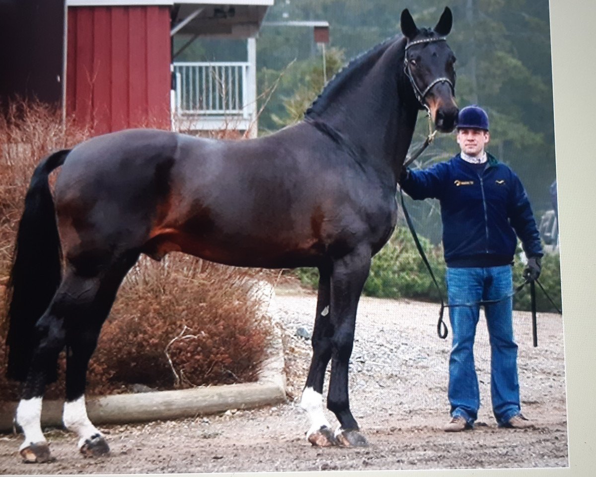 stallion Ravallo 115 FIN (Hanoverian, 1986, from Raphael)