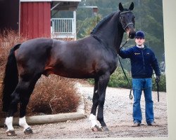 stallion Ravallo 115 FIN (Hanoverian, 1986, from Raphael)