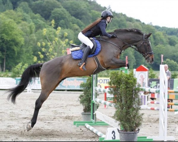 horse Conmonti (Holsteiner, 1996, from Contender)