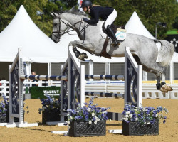 Springpferd Asena (Anglo Europäisches Sportpferd, 2015, von Corland)