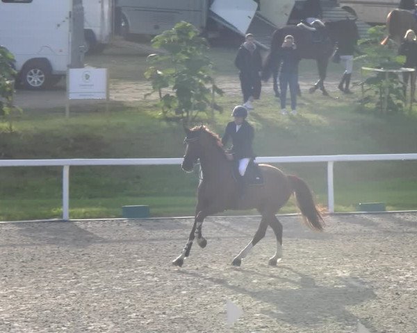 Reitturnier Bülach 2023