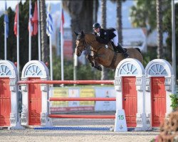 jumper Iniesta (KWPN (Royal Dutch Sporthorse), 2013, from Durrant)