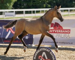 stallion Don Delux ANW (Austrian Reitpony, 2023, from Don Papa WE)