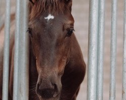 Pferd Stute von Sir Elton / El Corazon (Westfale, 2023, von Sir Elton)