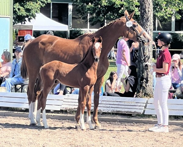 horse Carl (Holsteiner, 2023, from Chezarro)