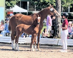 horse Carl (Holsteiner, 2023, from Chezarro)