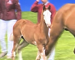 horse Colour (Holsteiner, 2022, from Chezarro)