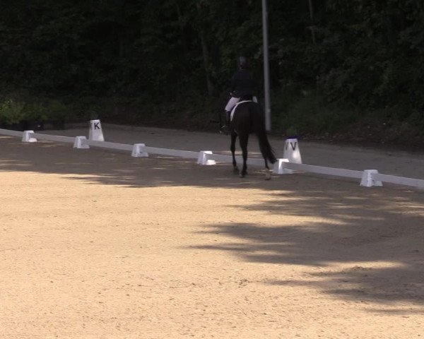 Reitturnier Köln-Flittard (Scheuerhof) 2023