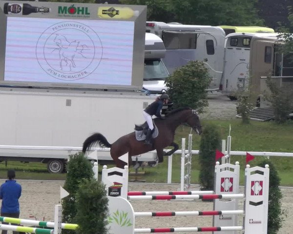 Reitturnier Bülach 2023