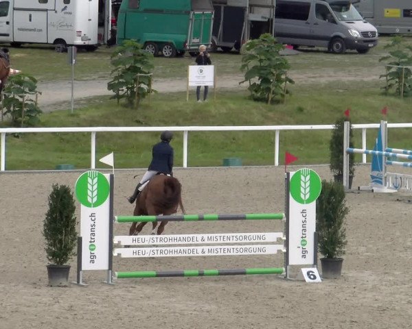 Reitturnier Bülach 2023