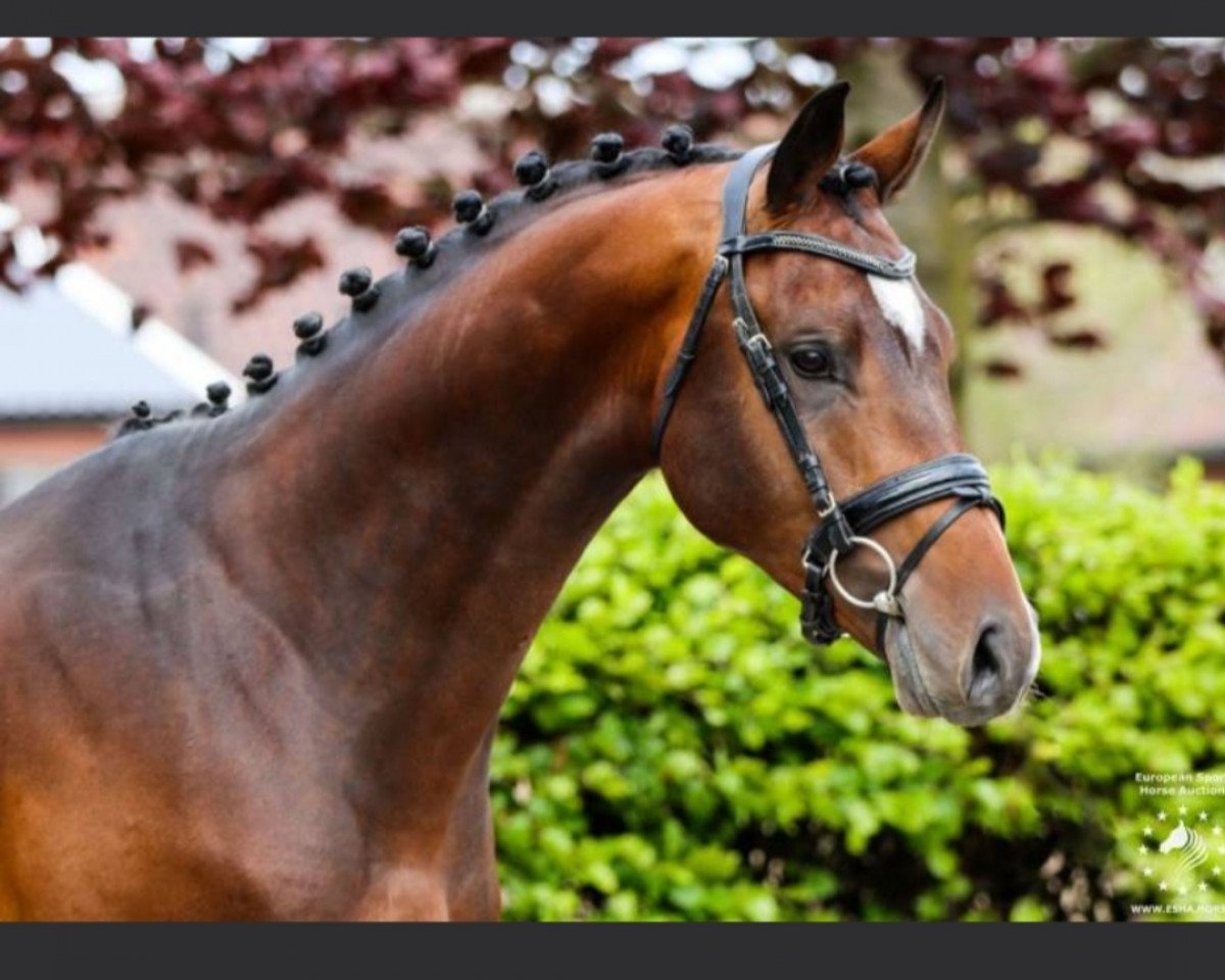 jumper Okido Ts (KWPN (Royal Dutch Sporthorse), 2019, from Eldorado van de Zeshoek)