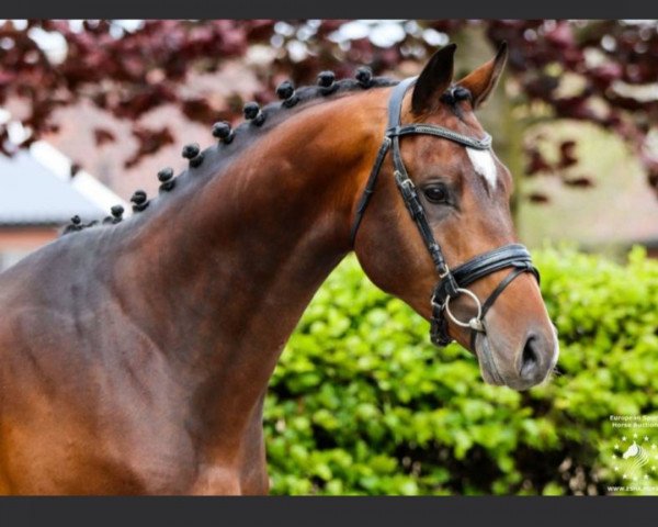 Springpferd Okido Ts (KWPN (Niederländisches Warmblut), 2019, von Eldorado van de Zeshoek)