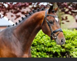 Springpferd Okido Ts (KWPN (Niederländisches Warmblut), 2019, von Eldorado van de Zeshoek)