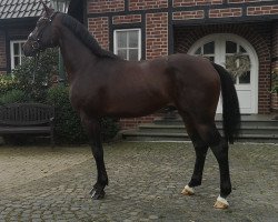 Pferd Bon Vedor M (Hannoveraner, 2021, von Bon Vivaldi NRW)