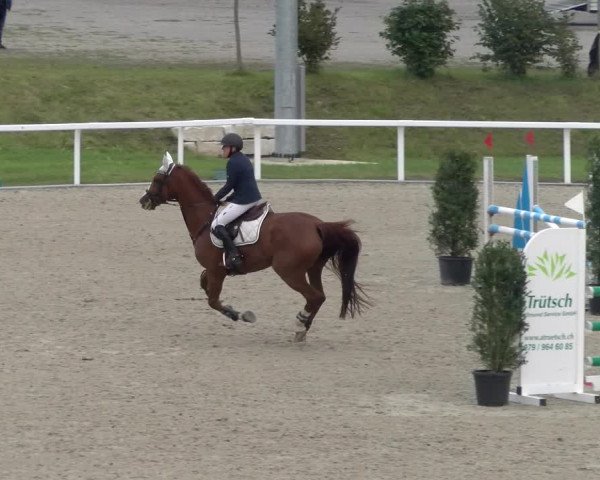 Reitturnier Bülach 2023