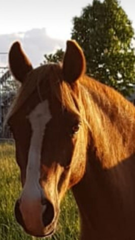 Zuchtstute Trefoil Glance of June (Welsh Pony (Sek.B), 1998, von Belvoir Turks Cap)