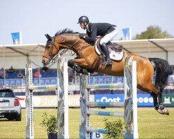 jumper Feliek-H (KWPN (Royal Dutch Sporthorse), 2010, from Azteca VDL)