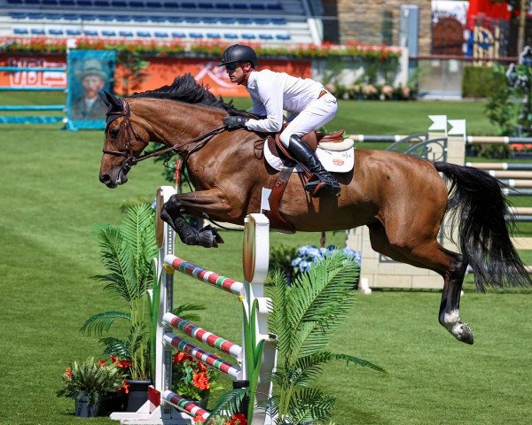 jumper Diamond Touch (Holsteiner, 2016, from Diamant de Semilly)