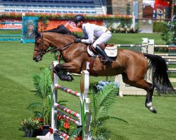 jumper Diamond Touch (Holsteiner, 2016, from Diamant de Semilly)