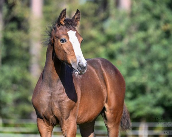 horse Cashmere's Rebell (Westphalian, 2022, from Cashmere)