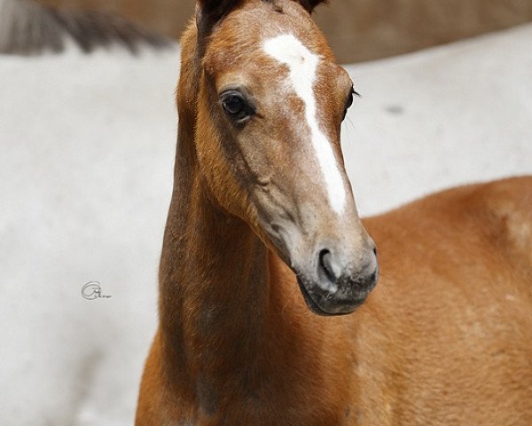 horse Camar Versace AA (Anglo-Arabs, 2023, from Asagao xx)