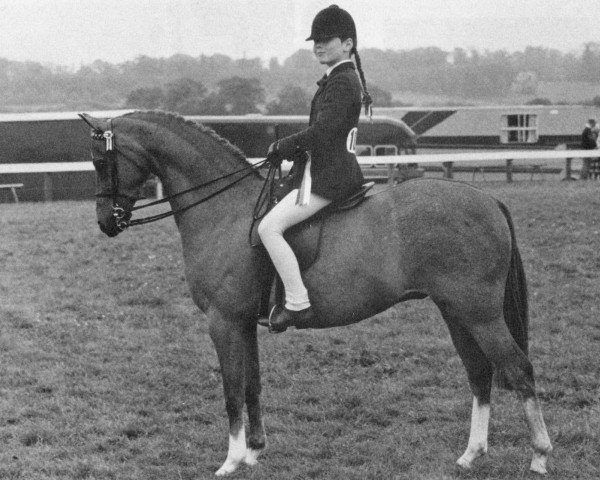 Horse Langfield Harvest Time (British Riding Pony,  , from Gunnerby Hallmark)