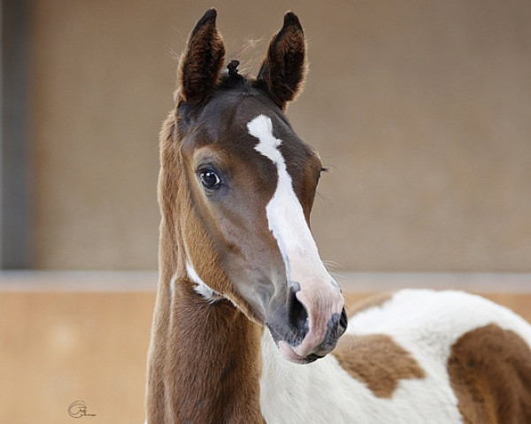 stallion Camar Graziano AA (Anglo-Arabs, 2023, from Gabun)