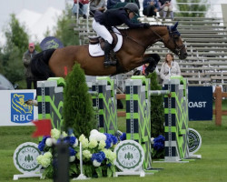 jumper Heldorado (KWPN (Royal Dutch Sporthorse), 2012, from Eldorado van de Zeshoek)