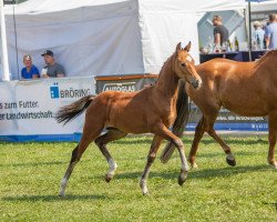 horse Penelope Garcia (German Riding Pony, 2023, from Proud Rocketti)