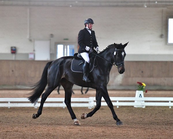 jumper Dark Coolness (Hanoverian, 2018, from Daytona)
