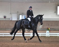 Springpferd Dark Coolness (Hannoveraner, 2018, von Daytona)