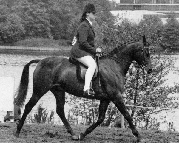 broodmare Bladon Mayday (Arab half breed / Partbred, 1980, from Bladon Little Man) broodmare Bladon Mayday (Arab half breed / Partbred, 1980, from Bladon Little Man)