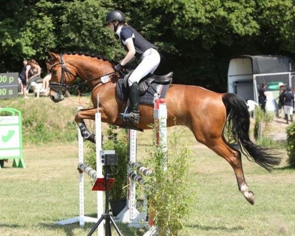 Springpferd Heidediamant (Trakehner, 2016, von Perfekt 60)