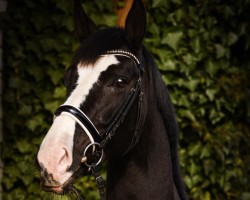 dressage horse Dancier's Delight LT (Hanoverian, 2010, from Dancier)