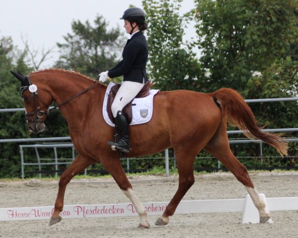 jumper Popcorn 67 (Hanoverian, 2009, from Pommery)