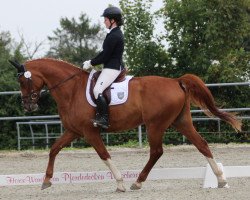 jumper Popcorn 67 (Hanoverian, 2009, from Pommery)
