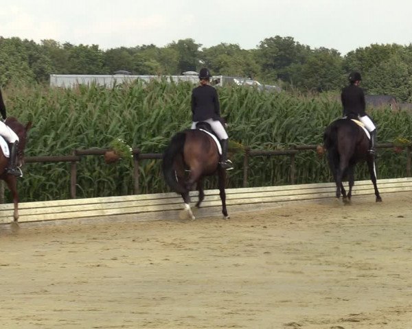Reitturnier Ostbevern 2023