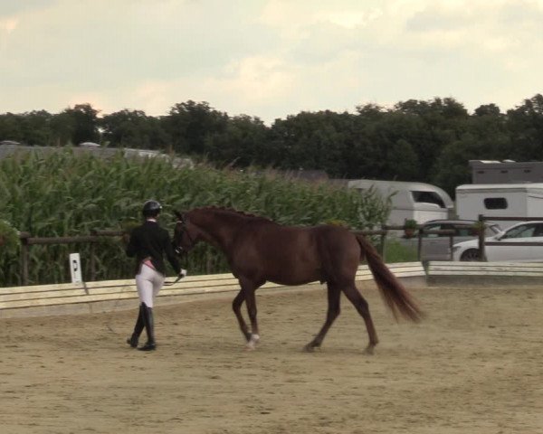 Reitturnier Ostbevern 2023