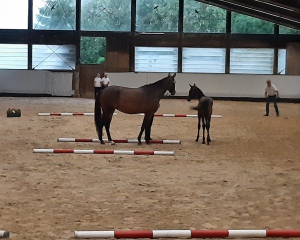 broodmare Bergalina (Trakehner, 2017, from Donauabend)