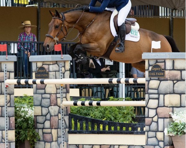 jumper Corneel (KWPN (Royal Dutch Sporthorse), 2007, from Cristallo I) jumper Corneel (KWPN (Royal Dutch Sporthorse), 2007, from Cristallo I)