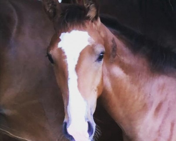 horse Zoom'is Figaro (Westphalian, 2023, from Zoom)
