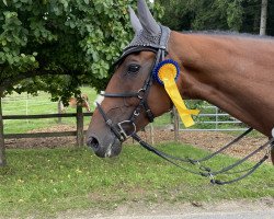 jumper Shakira 389 (Hanoverian, 2007, from Stalypso)