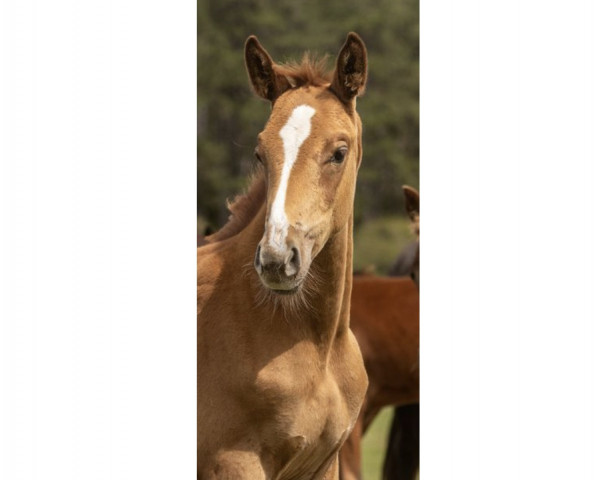 stallion Forrest Z (Zangersheide riding horse, 2023, from Flint)