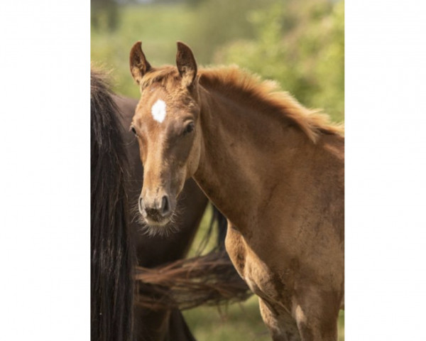 Deckhengst Farao Z (Zangersheide Reitpferd, 2023, von Flint)