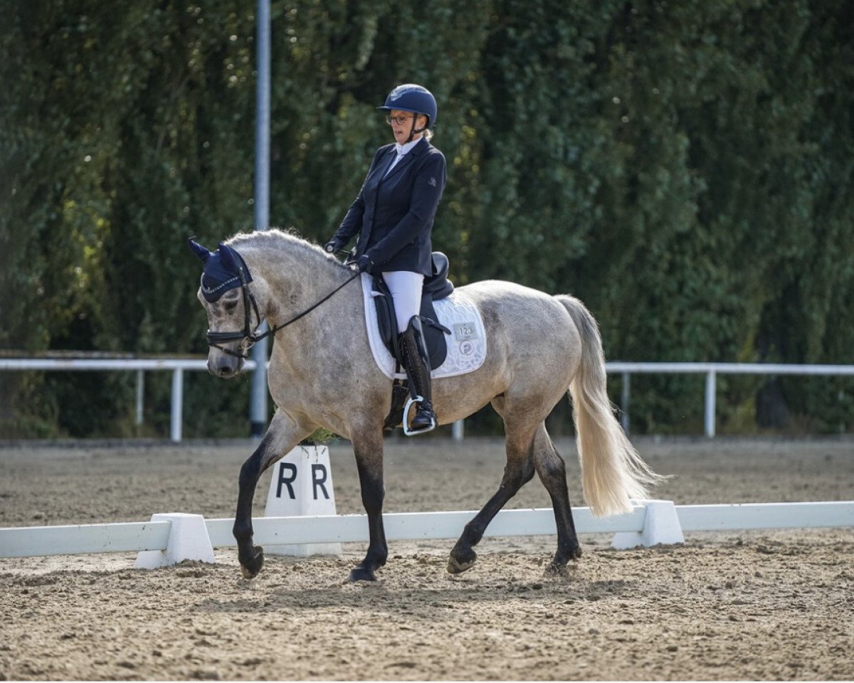 dressage horse Croaghrimcarra Covie (Connemara Pony, 2018, from Lankill Lad)