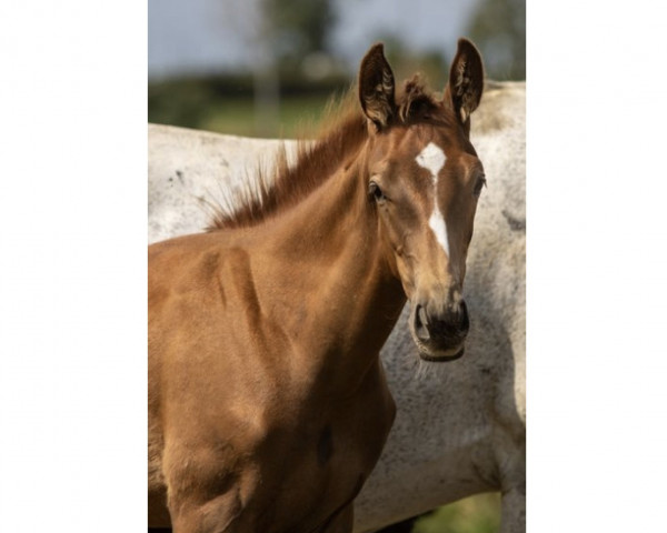 Deckhengst Fritz Z (Zangersheide Reitpferd, 2023, von Flint)
